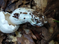 Tricholoma columbetta
