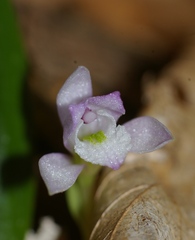 Triphora trianthophoros