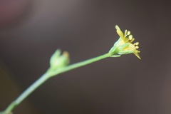 Linum lasiocarpum