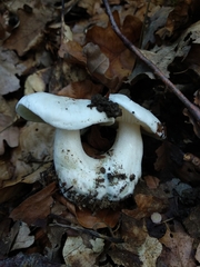Tricholoma columbetta