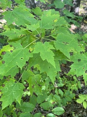 Acer rubrum
