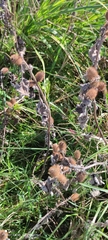 Xanthium orientale