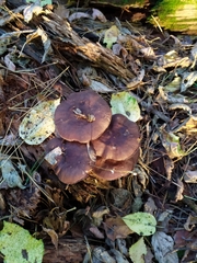 Pluteus