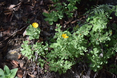 Heterotheca mucronata