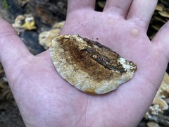 Mensularia radiata