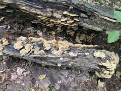 Mensularia radiata