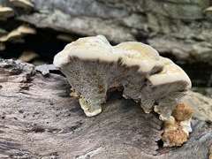 Mensularia radiata