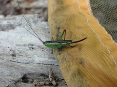 Conocephalus dorsalis