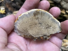 Mensularia radiata