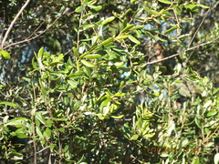 Quercus geminata