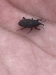 Sphenophorus venatus