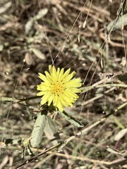 Pyrrhopappus carolinianus