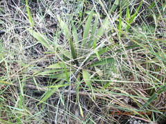 Yucca filamentosa