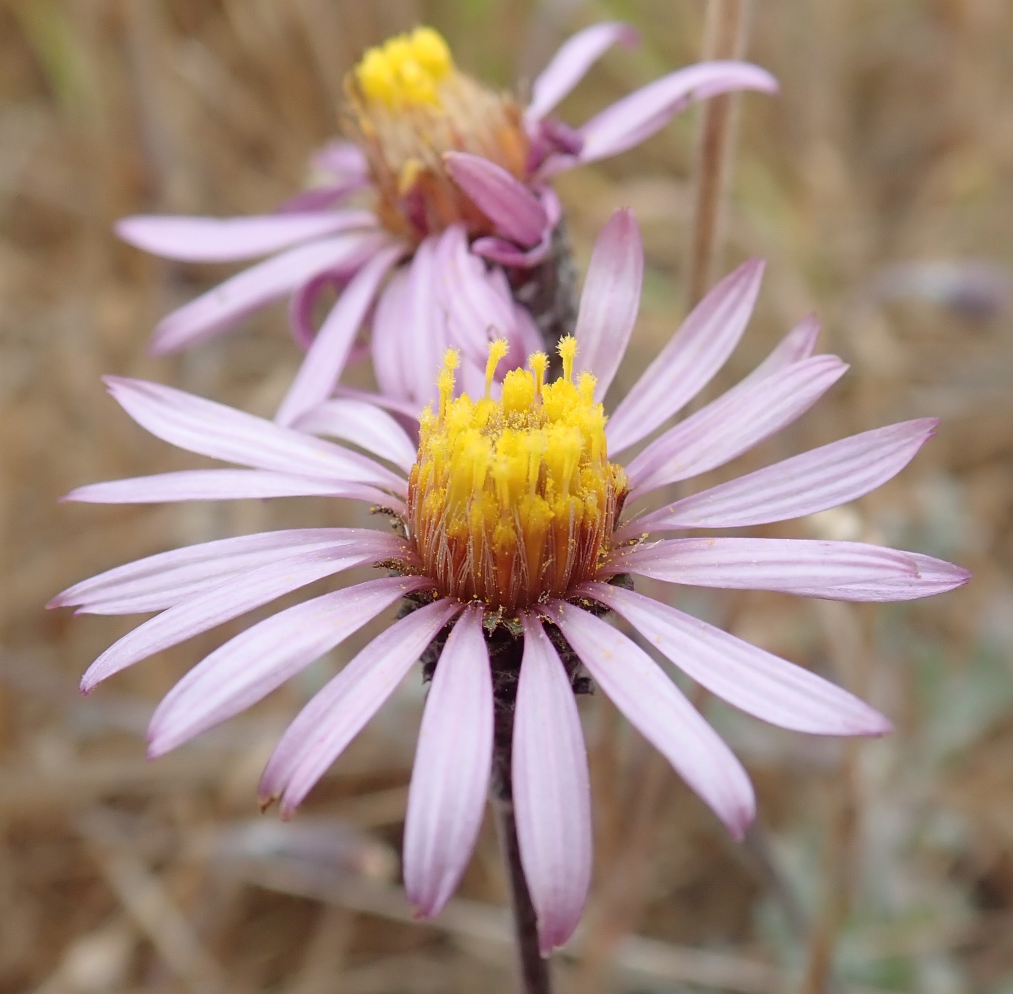 Corethrogyne filaginifolia