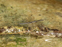 Hydrometra stagnorum