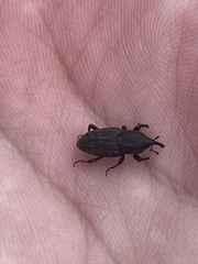 Sphenophorus venatus