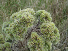 Aceria echii