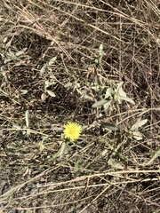 Pyrrhopappus carolinianus