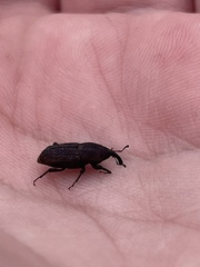Sphenophorus venatus