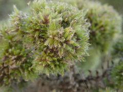 Aceria echii