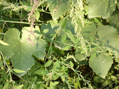 Vitis labrusca
