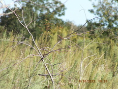 Setophaga palmarum palmarum