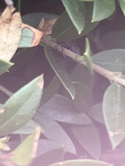 Sphenophorus venatus