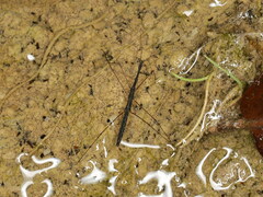 Hydrometra stagnorum