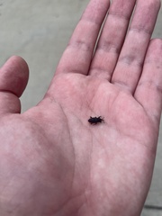 Sphenophorus venatus