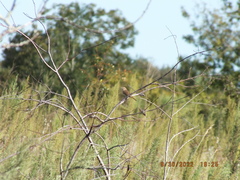 Setophaga palmarum palmarum