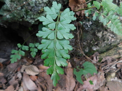 Asplenium praemorsum
