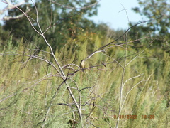 Setophaga palmarum palmarum
