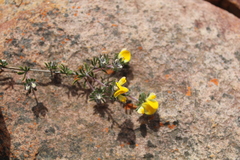 Aspalathus stenophylla