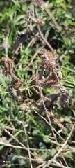 Xanthium orientale