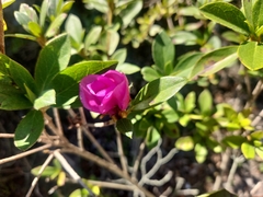 Rhododendron indicum