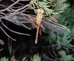 Anax ephippiger