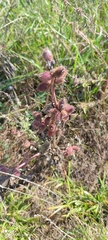 Xanthium orientale