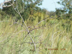 Setophaga palmarum palmarum