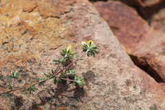 Aspalathus stenophylla