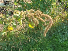 Amaranthus