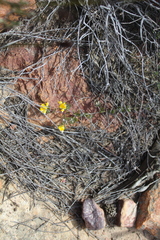 Aspalathus stenophylla