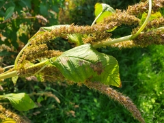Amaranthus