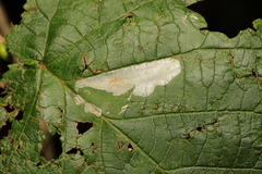 Phyllonorycter coryli