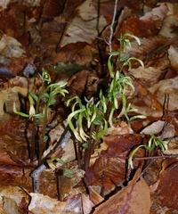 Triphora trianthophoros