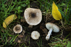 Leucoagaricus barssii