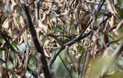 Leiothlypis peregrina