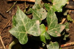 Hedera helix