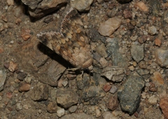 Sympistis sandaraca