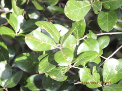 Quercus myrtifolia