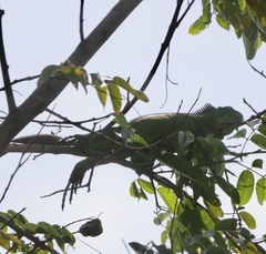 Iguana delicatissima